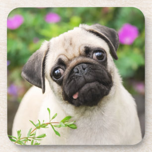 Cute Fawn Colored Pug Puppy Dog Face Pet Photo -- Beverage Coaster