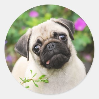 Cute Fawn Colored Pug Puppy Dog Face Pet Photo - Classic Round Sticker by Kathom_Photo at Zazzle