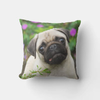 Cute Fawn Colored Pug Puppy Dog Face Pet Photo -
