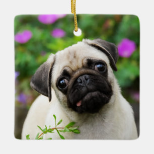 Cute Fawn Colored Pug Puppy Dog Photo - porcelain Ceramic Ornament