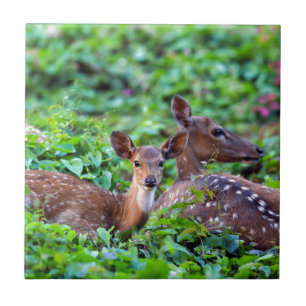 Cute fawn lying down in forest with mother tile