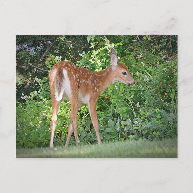 Cute Fawn Postcard (Front)