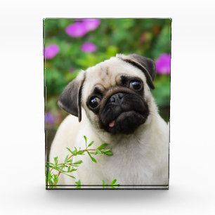 Cute fawn pug puppy award