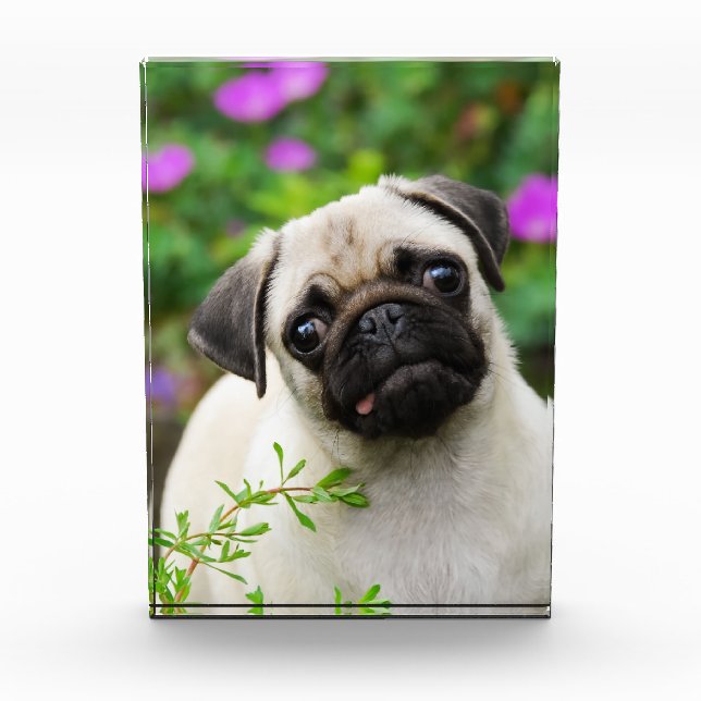 Cute fawn pug puppy award (Front)