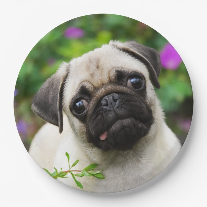 pug paper plates