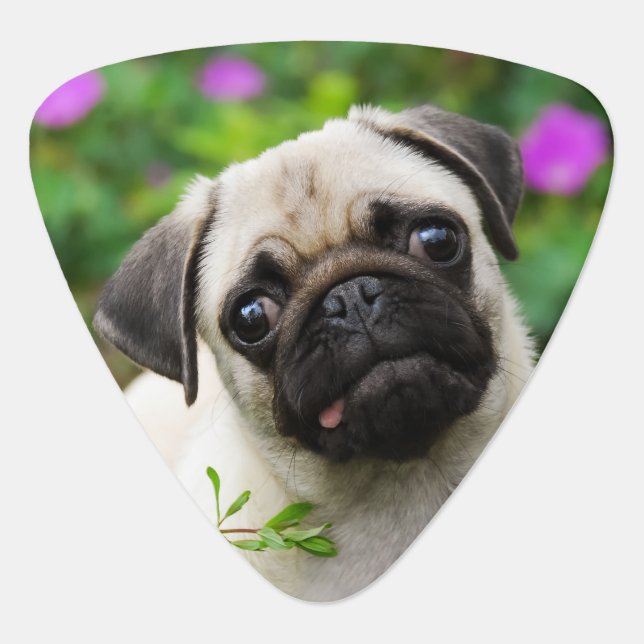 Cute fawn pug puppy guitar pick (Front)