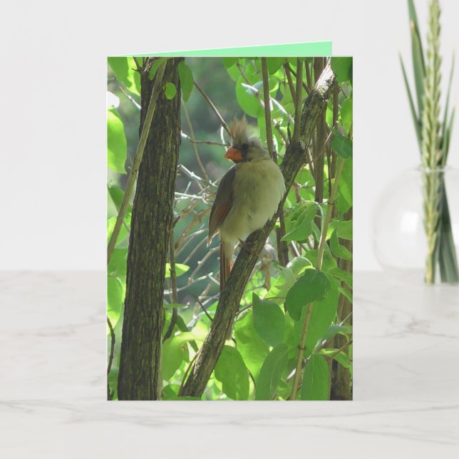 Cute female Cardinal in Tree Blank Card (Front)