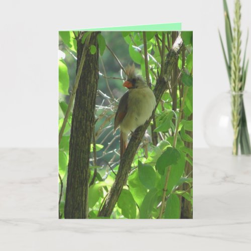 Cute female Cardinal in Tree Blank Card