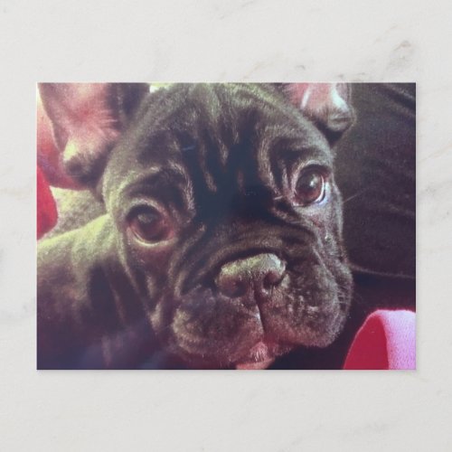 Cute Female French Bulldog Brindle Brown Frenchie Postcard