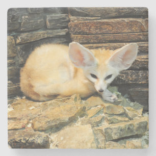 Cute fennec fox stone coaster