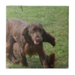 Cute Field Spaniel Ceramic Tile