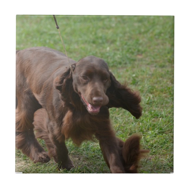 Cute Field Spaniel Ceramic Tile (Front)
