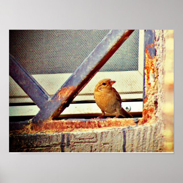 Cute Finch Poster (Front)