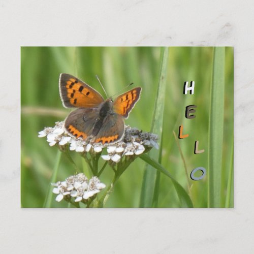 Cute Fire Butterfly Cust HELLO Postcard