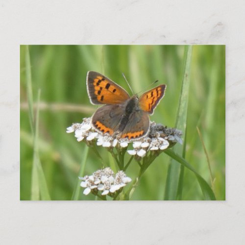 Cute Fire Butterfly DIY Postcard