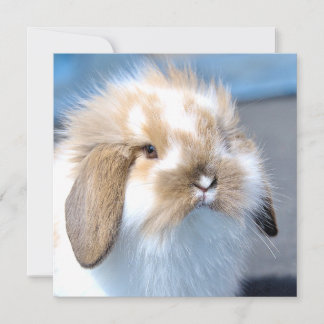 Cute Flemish white and brown rabbit  
