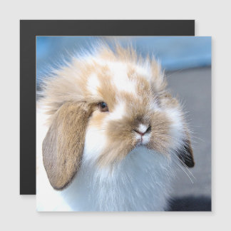 Cute Flemish white and brown rabbit   