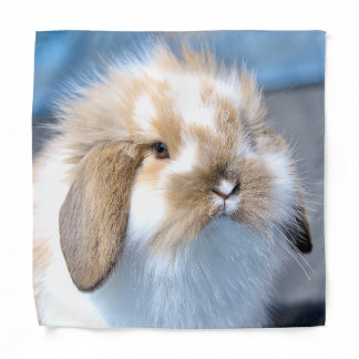 Cute Flemish white and brown rabbit Bandana