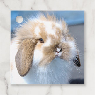 Cute Flemish white and brown rabbit      Favor Tags