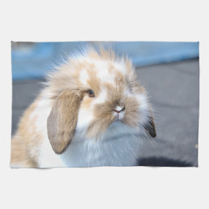 Cute Flemish white and brown rabbit      Kitchen Towel