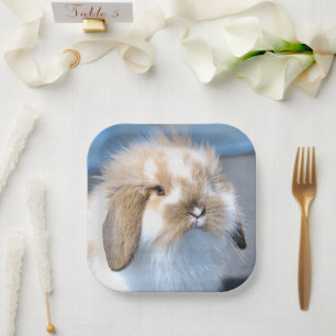 Cute Flemish white and brown rabbit       Paper Plates