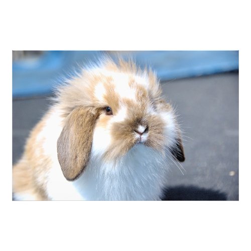 Cute Flemish white and brown rabbit    Photo Print