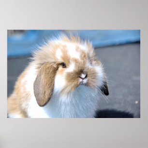 Cute Flemish white and brown rabbit   Poster