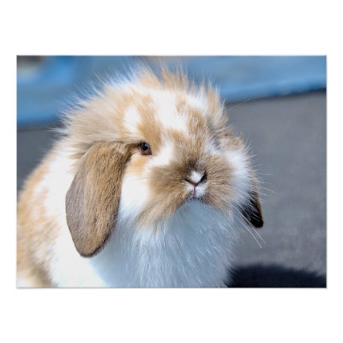 Cute Flemish white and brown rabbit    Poster