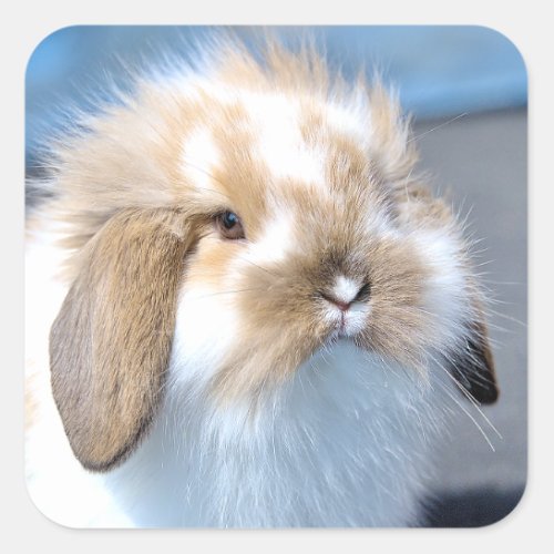 Cute Flemish white and brown rabbit      Square Sticker