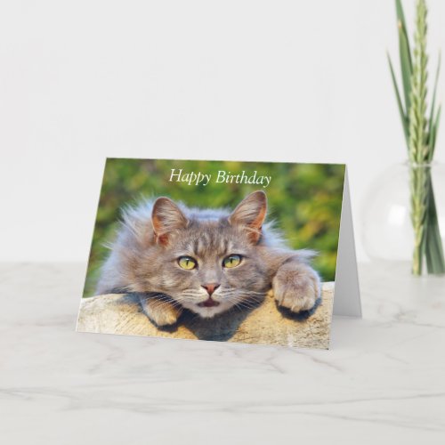 Cute fluffy cat big eyes custom birthday card