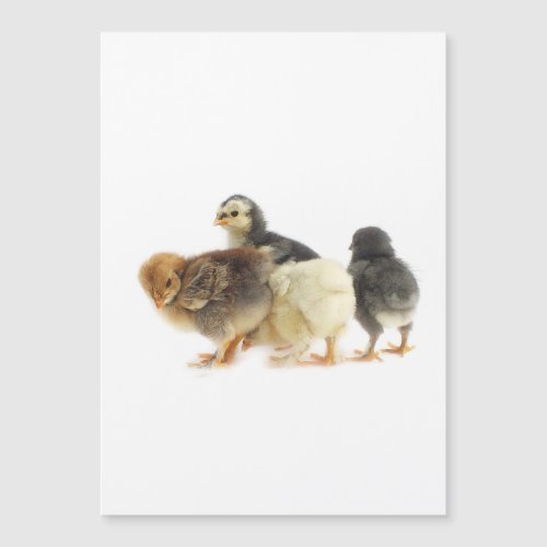 cute fluffy chicks