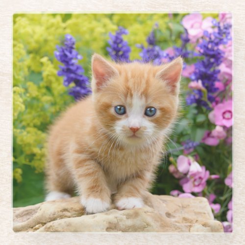 Cute Fluffy Ginger Baby Cat Kitten in Flowers Pet Glass Coaster