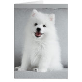 Cute Fluffy Japanese Spitz Puppy (Front)