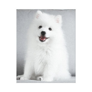 Cute Japanese Spitz Canvas Art Prints Zazzle