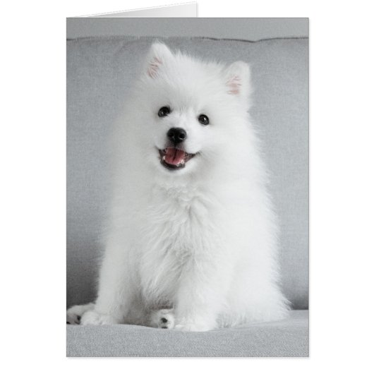 Cute Fluffy Japanese Spitz Puppy Cards (Front)