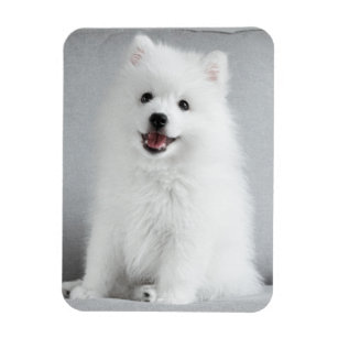 Japanese Spitz Dog Home Decor Furnishings Pet Supplies Zazzle