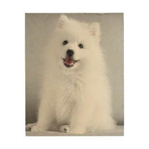 Japanese Spitz Art Wall Decor Zazzle