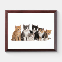 Cute Fluffy Kittens Group Transparent PNG Sticker