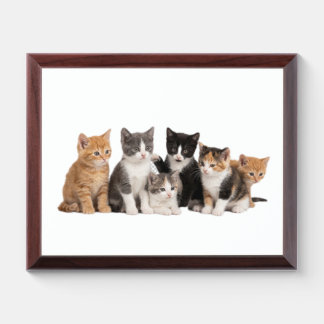 Cute Fluffy Kittens Group Transparent PNG Sticker Award Plaque