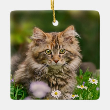 Cute Fluffy Maine Coon Kitten Cat Animal Photo *&#39;* Ceramic Ornament