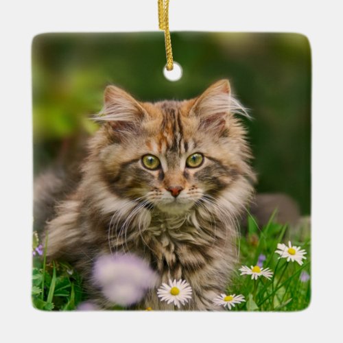 Cute Fluffy Maine Coon Kitten Cat Animal Photo  Ceramic Ornament