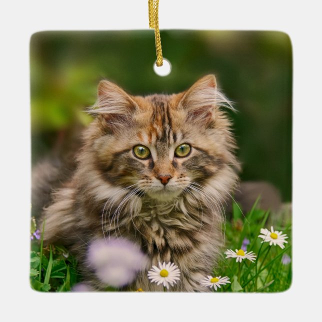 Cute Fluffy Maine Coon Kitten Cat Animal Photo *'* Ceramic Ornament (Front)