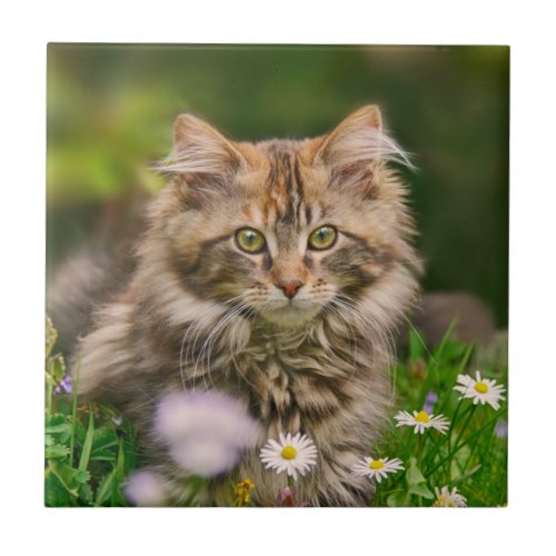 Cute Fluffy Maine Coon Kitten Cat Animal Photo ___ Ceramic Tile