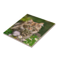 Maine Coon Cat Sitting Stone Coaster