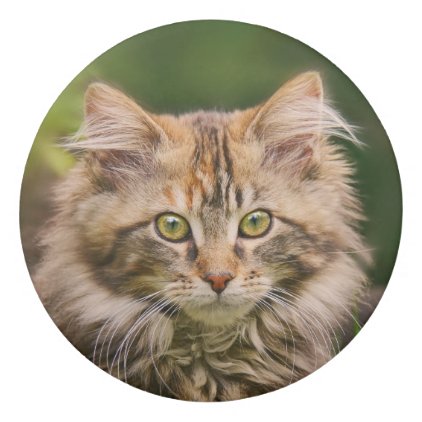 Cute Fluffy Maine Coon Kitten Cat in Flowers Photo Eraser