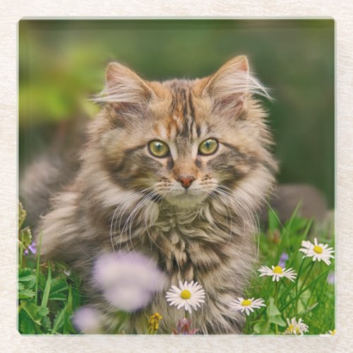 Cute Fluffy Maine Coon Kitten Cat in Flowers Photo Glass Coaster
