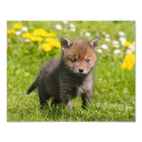 Cute Fluffy Red Fox Cub Wild Animal Baby _ Photo Print