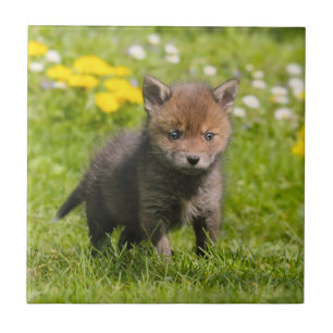 Cute Fluffy Red Fox Cub Wild Baby Animal, Ceramic Tile