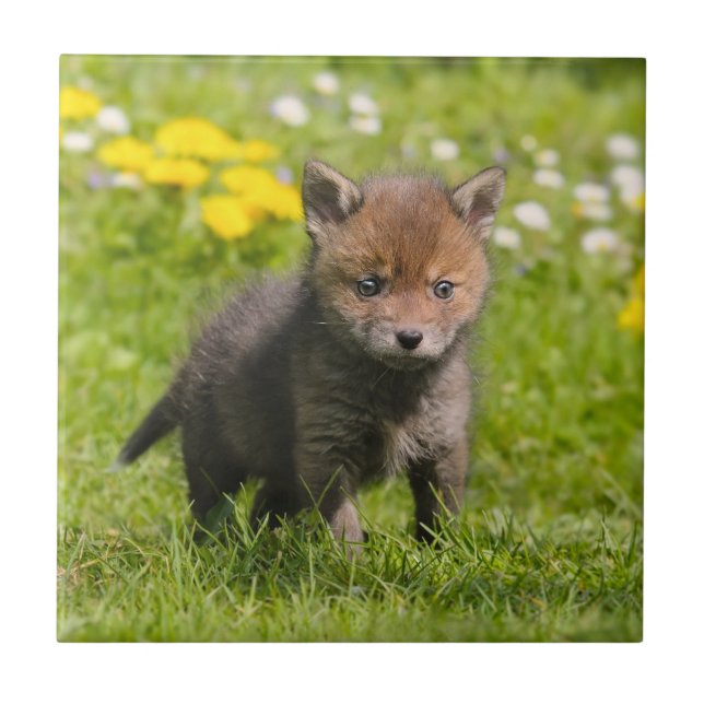 Cute Fluffy Red Fox Cub Wild Baby Animal, Ceramic Tile (Front)