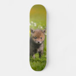 Cute Fluffy Red Fox Cub Wild Baby Animal Photo - Skateboard Deck at Zazzle